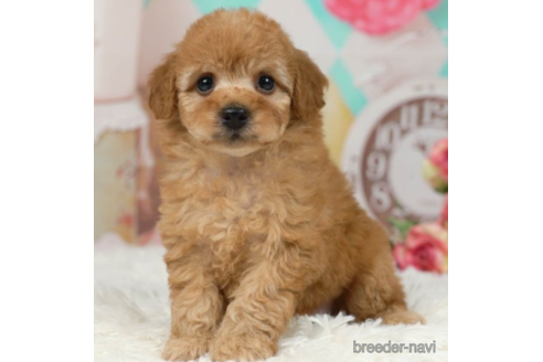 成約済の千葉県のトイプードル-227640の3枚目